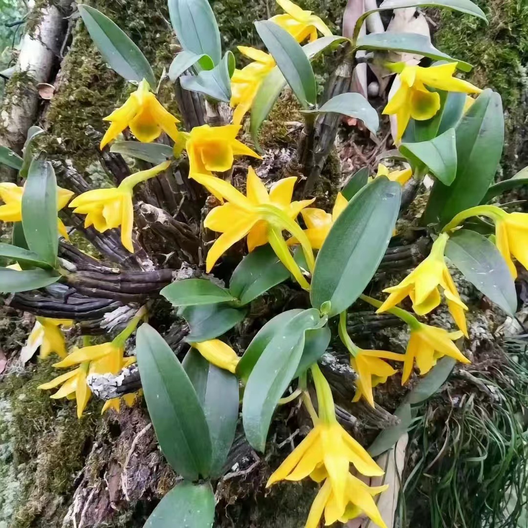 石斛花